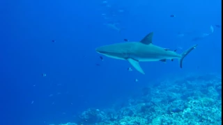 Palau Shark - Siae's Corner