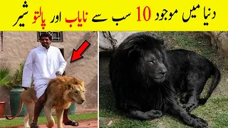 10 Most Unique Lions in the World | Pet Lion (Urdu/Hindi)