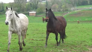 galop d un troupeau de 50 chevaux aux écuries de l'espoir