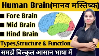 Human  Brain🧠(मानव मस्तिष्क) | Nervous system in hindi