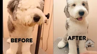 Grooming a Sheep Dog