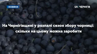 На Чернігівщині у розпалі сезон збору чорниці: скільки на цьому можна заробити