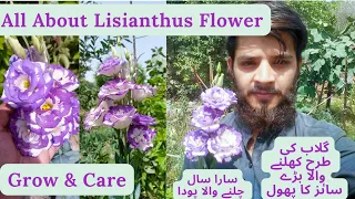 Grow And Care Lisianthus Flower Plant | All About Lisianthus | Rare Garden | Urdu/हिंदी |