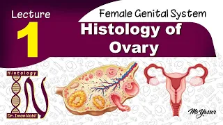 1-Histology of Ovary -Female genital system