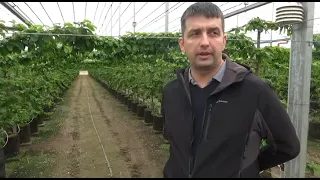 Update on hydroponic cherries in retractable roof in Hungary, April 9, 2022