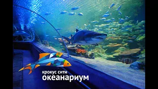 Едем в океанариум Крокус Сити / Oceanarium Crocus City Moscow