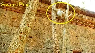 Hard climbing! Sweetpea cry when try to climb the high tree, Sweetpea still hurt leg