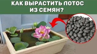 Как вырастить лотос Комарова, орехоносный из семян? Зимующий лотос - проращивание, посадка в горшок.