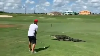 Man Playing Golf Next To An Alligator !