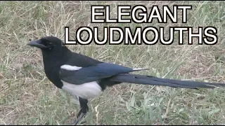 Black-billed Magpies: NARRATED