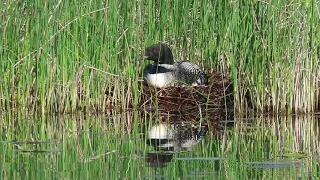 Northstar Lake Common Loon on Nest
