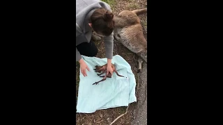 Passerby Rescues Kangaroo Joey From Deceased Mother's Pouch