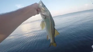 Shore Snook Fishing Around Tampa Florida