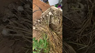 Garlic Harvest: how do they look?