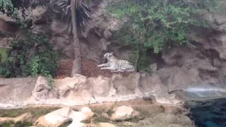 Loro parque White Tiger !!!!