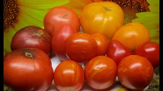 Томаты. Какие томаты хорошо сохранились в течение двух месяцев в подвале? Дегустирую.