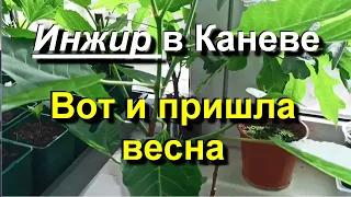 Инжир в Каневе. Кусты перезимовали, Строю теплицы. 2024 04 01