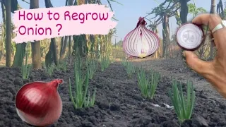 Growing Onions || How to Plant Onion || Green Onion || Onions leaves.