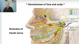 Anatomy of head and neck module in Arabic 17  (Anatomy of Scalp, part 2) , by Dr. Wahdan