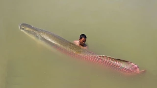 Epic Amazon River Monster