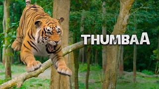 Thumbaa Tamil Movie | Hunters hunt the tiger from forest | Darshan | Keerthi Pandian | KPY Dheena