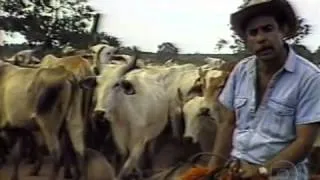 Série sobre a Boiada (1984)