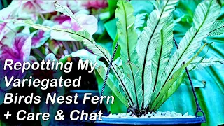 Potting Birds Nest Fern + How to Grow