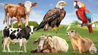 Lovely Animal Sounds: Parrot, Calf, Eagle, Hamster, Goat, Wombat - Cute Little Animals