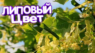 Собираем липовый цвет для Чая! Живём в Деревне.