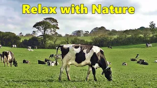 Relax Your Dog TV - Videos for Dogs ⭐ Relaxing 8 HOURS of Grazing Cows ⭐ Nature Relaxation Films