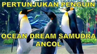 Penguin Show di Ocean Dream Samudra Ancol Jakarta