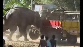 Elephant Attacking Truck - EXCLUSIVE