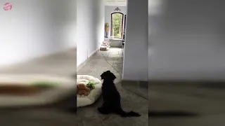 Dogs That Saw Something Their Owners Couldn't See