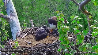 Little Miami Conservancy Bald Eagle 04.05.2024 16:58