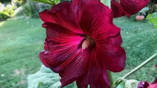 How To Grow Hollyhocks from Seed - Seed to Flowers