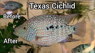 Texas Cichlid Growth (Before & After)