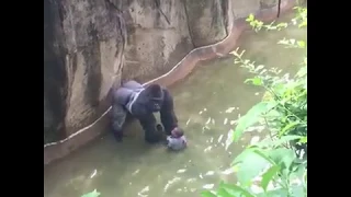 un enfant de 4 ans tombe dans lenclos avec les gorilles terrifie il est pr/ svp abonne-toi
