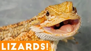 Ultimate Funny Lizard Compilation of 2018 | Funny Pet Videos