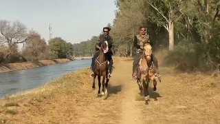 Galloping marwari horses of long riders group of punjab