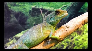 Lizard | Iguana | Comodo Dragon