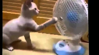 Compilation Funny Cats Videos 5 Minutes 2015  Funny Cat HD