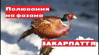 Закарпаття | Полювання на фазана 2020 | Зимняя охота на фазана