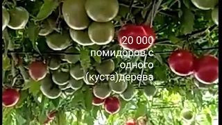 20 000 помидоров с одного куста дерева