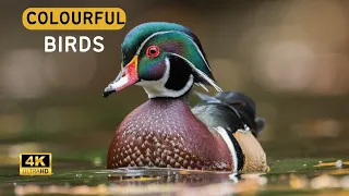 Feathers of Wonder: The Most Colorful Birds in 4K - A Symphony of Beautiful Birds and Forest Sounds