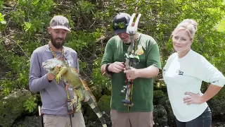 Hunting Iguana's with a BOW!?