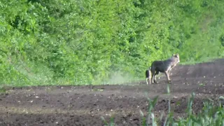 Волк ловит зайца