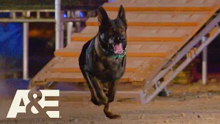 Live PD K9 Dax Competes Against Falco in Fast Timed Race | America's Top Dog (Season 1) | A&E