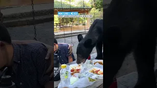 Mexican mother shielding son as bear leaps on picnic table, devours tacos