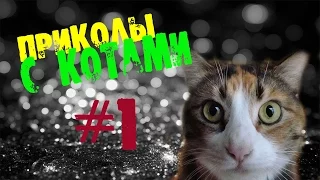 ПРИКОЛЫ С КОТАМИ.Подборка приколов#1|Смешные коты