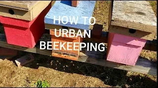 Roof Top Honeybee Hives Urban Beekeeping
